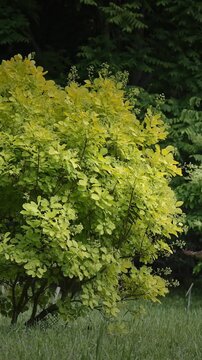 Cotinus coggigria. impressive bush displaying bright green leaves in harmony. European Smoketree, Eurasian Smoketree, Smoke Tree, Smoke Bush, Venice Sumach, Or Dyer's Sumach Is A Species Of Flowering
