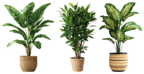 Obraz premium PNG Vibrant potted plants arrangement, transparent background