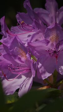 Basking Purple Rhododendron Blooms in the Sunlight