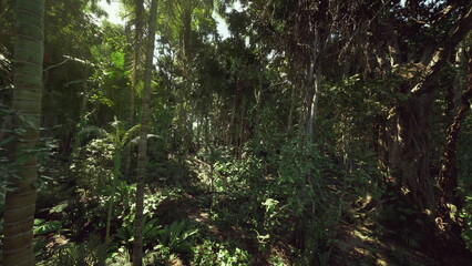 Obraz premium Dawn light through dense rainforest canopy revealing layered foliage, slender trunks and winding vines, warm golden shafts piercing humid understory, tranquil