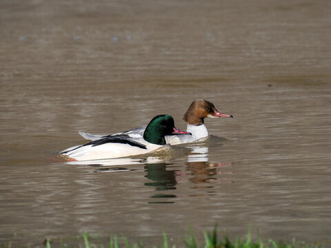 G&auml;nses&auml;ger, Mergus merganser,