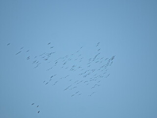 Obraz premium A large great cormorant flies across a clear blue sky, wings fully spread during its return flight. The powerful silhouette highlights grace, strength, and freedom in wildlife and bird migration.