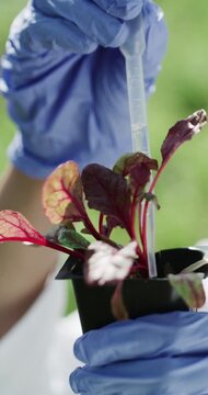 Hands, scientist and pipette on plant outdoor for gmo food engineering, field trial and research. Biotech researcher, person and liquid fertilizer on beetroot for growth hormone or medical innovation