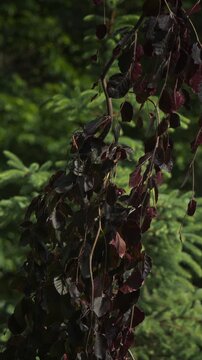Fagus sylvatica - , Purple Fountain. Dramatic leaves with dark hues in a vibrant green setting