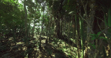 Sunlit jungle glade with hanging vines, epiphytecovered branches and soft moss carpet, filtered beams creating calm pockets of light, ideal setting
