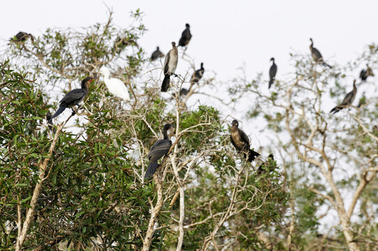 Groupe de cormorans perch&eacute;s sur un arbre