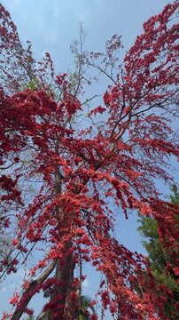 Red flowers of Phyllocarpus septentrionalis plant while blooming. This is a species of deciduous, flowering tree in the Fabaceae family known as the Monkey Flower Tree.