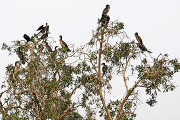 Groupe de cormorans perch&eacute;s sur un arbre