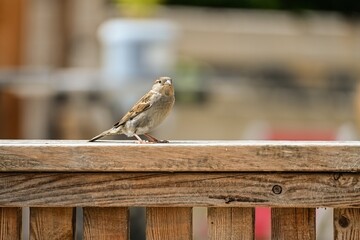 Small Brown Sparrow Bird on Wooden Fence