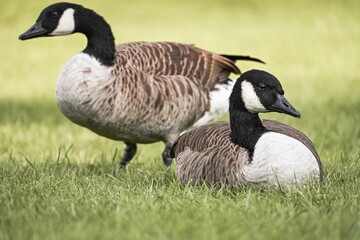 Obraz premium Two Canada Geese Standing on Grass