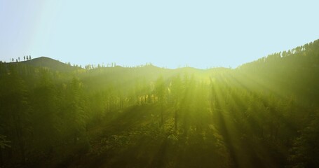 intense sunburst over pine silhouettes with high contrast glare and warm horizon, dramatic mood evokes energy, cinematic backlight and striking outdoor contrast © icetray