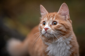 A luxurious red kitten in the middle of a dark autumn forest. A beautiful animal in nature.