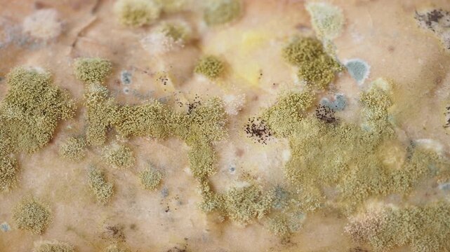 Macro view of green and black mold spreading across rotting food surface
