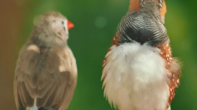 Close up of two zebra finches perched on a branch, one preens itself and looks at camera