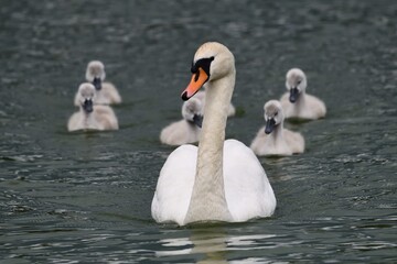 Mute swan with cygnets (Cygnus olor) swimming family on lake © Marek