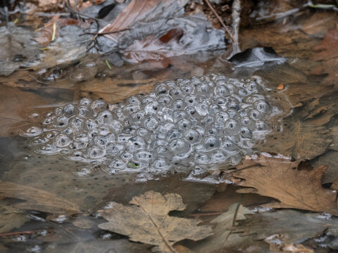 Grasfrosch, Rana temporaria, Laichballen

