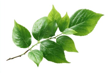 Fototapeta premium Vivid, isolated branch showcasing lush green leaves with visible water droplets