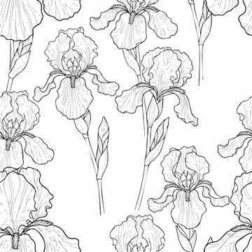 Bearded iris line drawing pattern in botanical style.