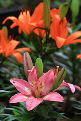 Obraz premium 純潔を象徴する花