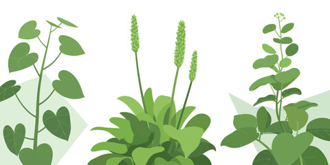 Illustration of three different green leafy plants with white background © MdRiyad