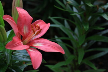 純潔を象徴する花