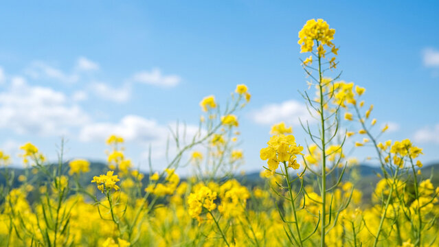 春の青空と菜の花畑　日本の風景　Canola rapeseed flower field with blue sky in spring Japan