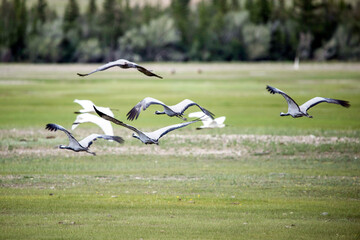 Common cranes birds ( Grus grus )