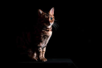 Obraz premium Bengal cat on a black background. A low key, the outline of an animal.