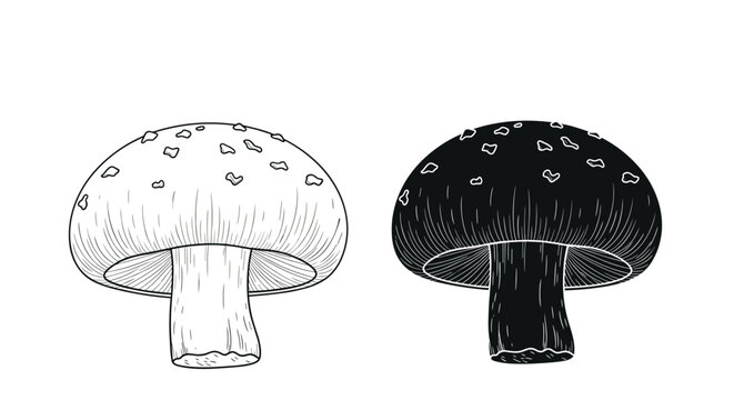 Detailed line art and solid silhouette of a single mushroom with distinct spots on its cap are shown side by side.