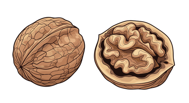 Detailed illustration shows a whole walnut in its textured shell next to a walnut half revealing the brain-shaped kernel.