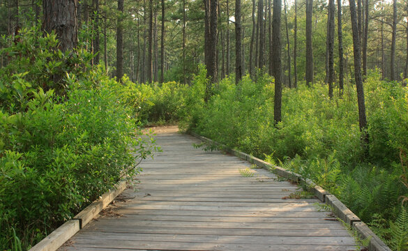 Sundew Trail boardwalk passes through a longleaf pine forest in Big Thicket National Preserve in Texas