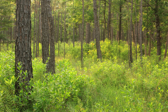 Longleaf pine forest in a spring afternoon in Big Thicket National Preserve in Texas