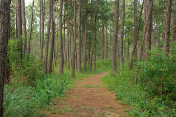 Fototapeta premium Sundew trail passes through a longleaf pine forest in Big Thicket National Preserve in Texas