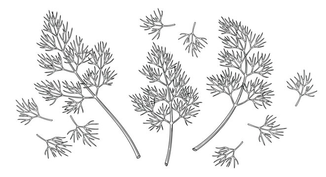 Artistic black and white line drawing of multiple dill sprigs and individual feathery leaves scattered across a white surface.