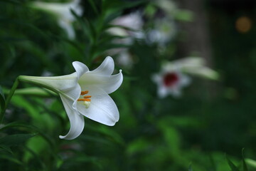 純潔を象徴する花