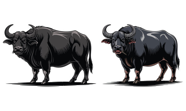 Domestic water buffalo