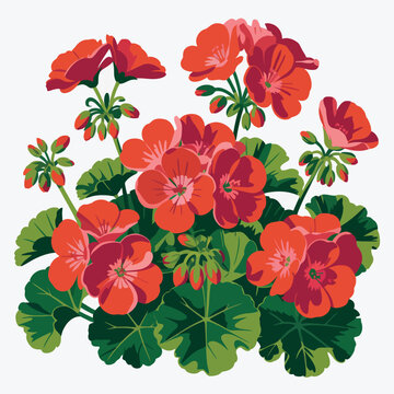 Vibrant red geranium flowers with green leaves isolated on white background