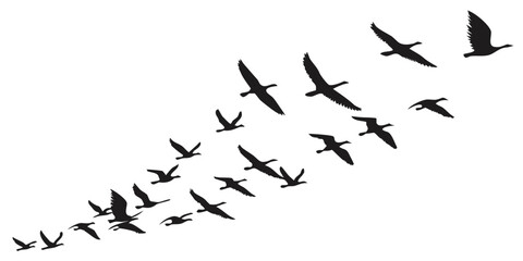 Fototapeta premium A flock of birds flying in a v-formation against a white background Vector