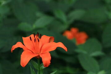 純潔を象徴する花