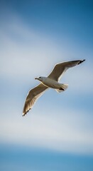 A white bird flies against a blue sky with wispy clouds