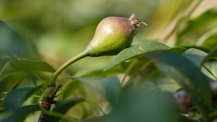 Small pears on a tree in spring. Close-up