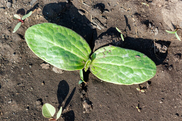A small zucchini sprout in the ground in spring. Close-up