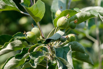Small green apples on a tree in spring