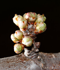 A branch with green buds on it