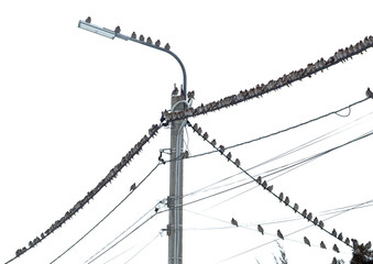 A pole with a light on top and a bunch of birds on it