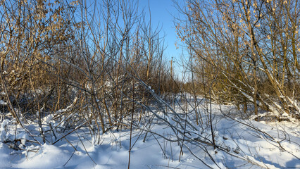 A snow covered field with a few trees
