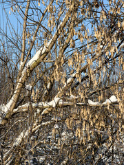 A tree with snow on it and leaves that are brown