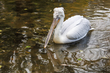 A white pelican is swimming in a body of water
