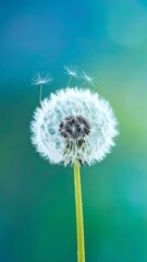 Fototapeta premium A close-up of a dandelion with white fluffy seeds against a colorful background