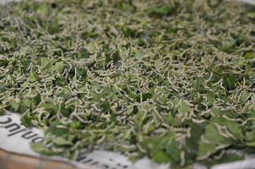 Silkworm life , from worm to silk